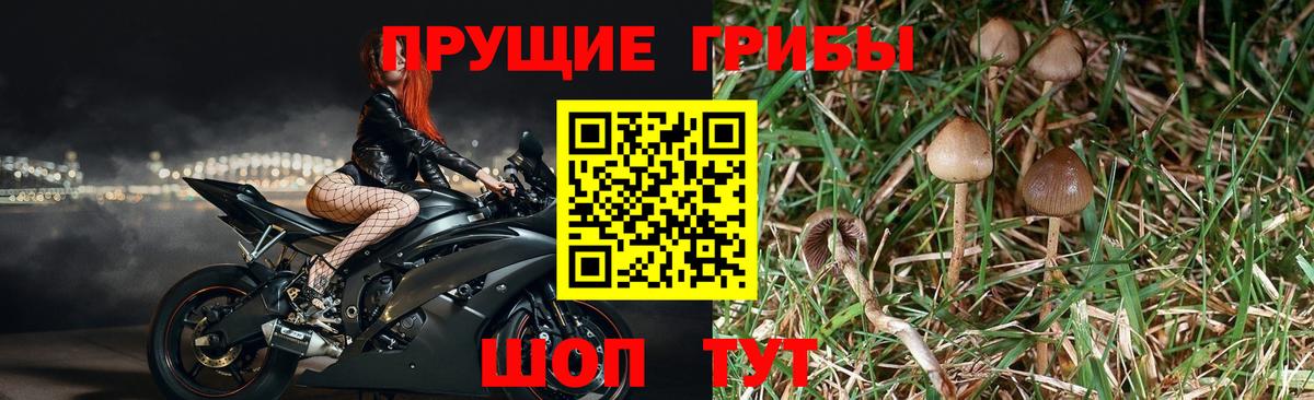 Нягань  Псилоцибиновые грибы Magic Shrooms  Вход с VPN 